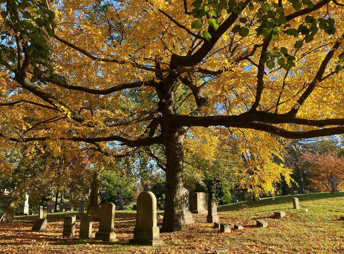 Post Turkey Day Walking Tour