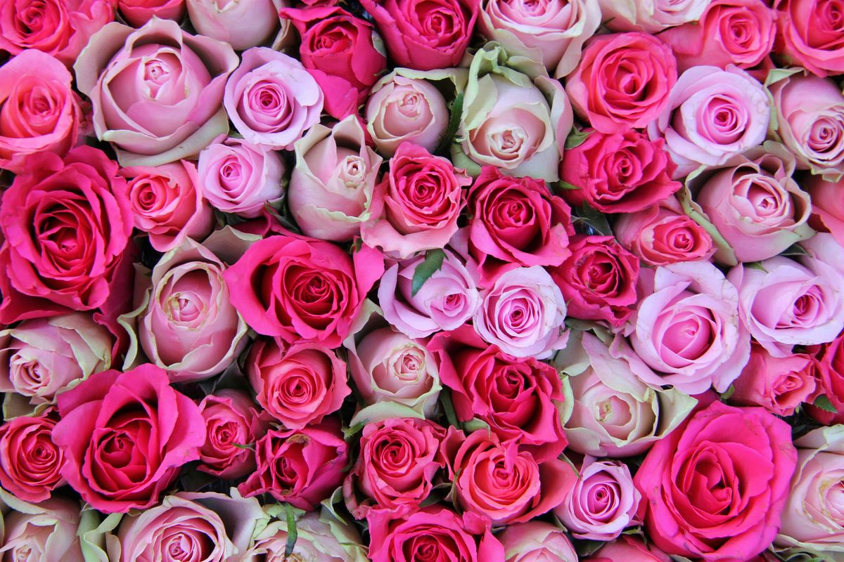 50 Shades of Pink