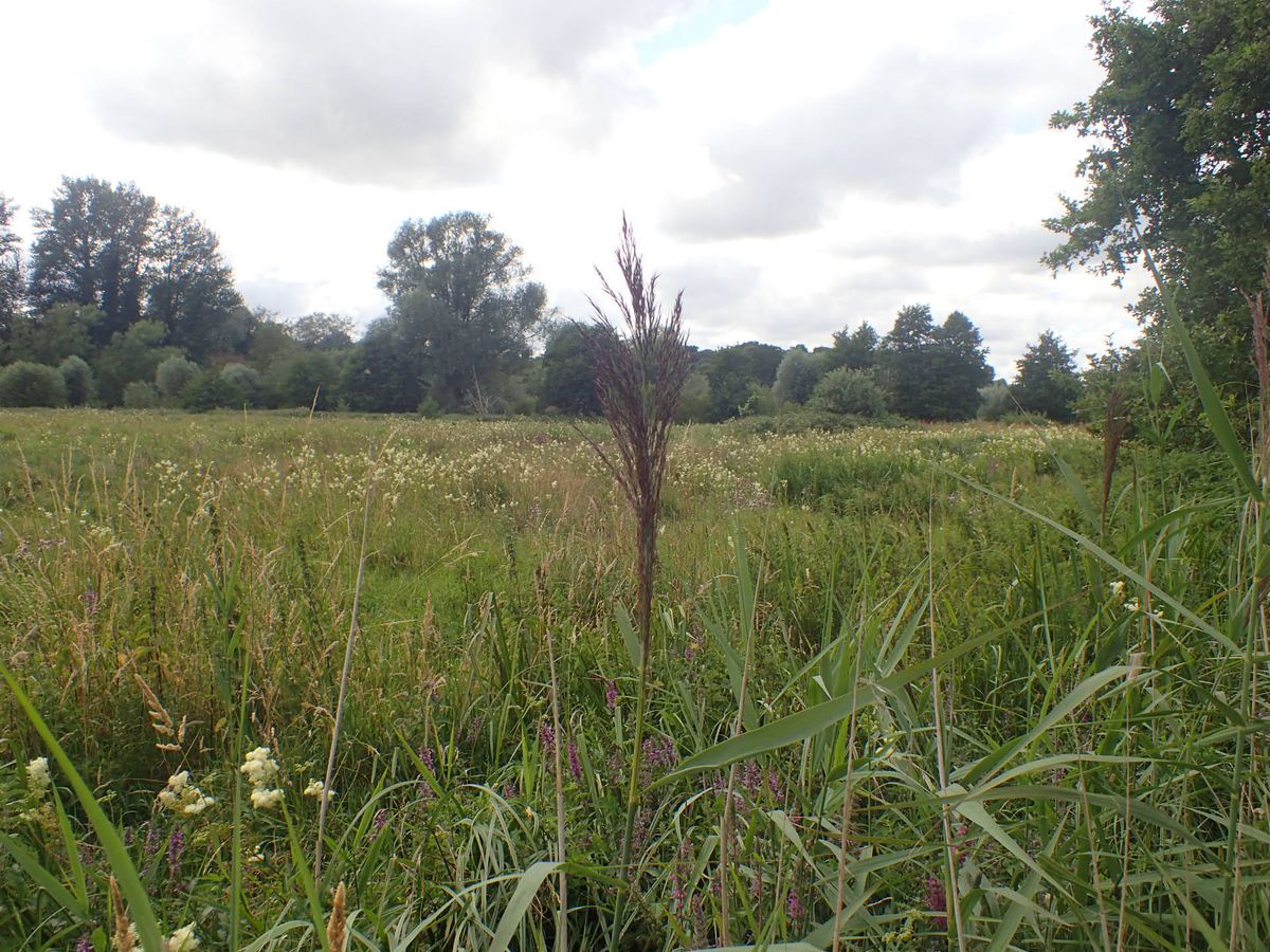 NNNS event - Sweet Briar Marshes NWT recording day