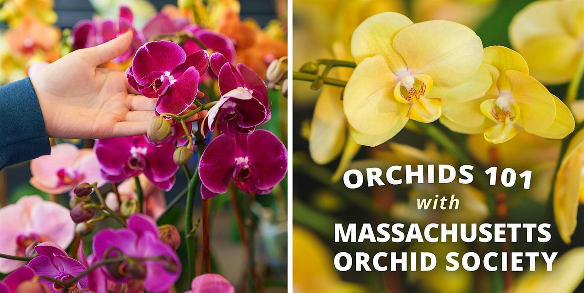 Orchids 101 with the Mass Orchid Society