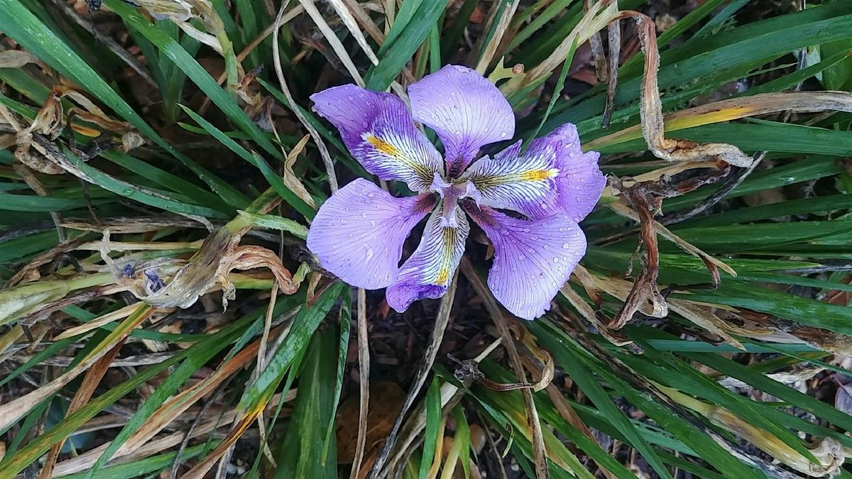 May Tour of Elizabeth Gamble Garden