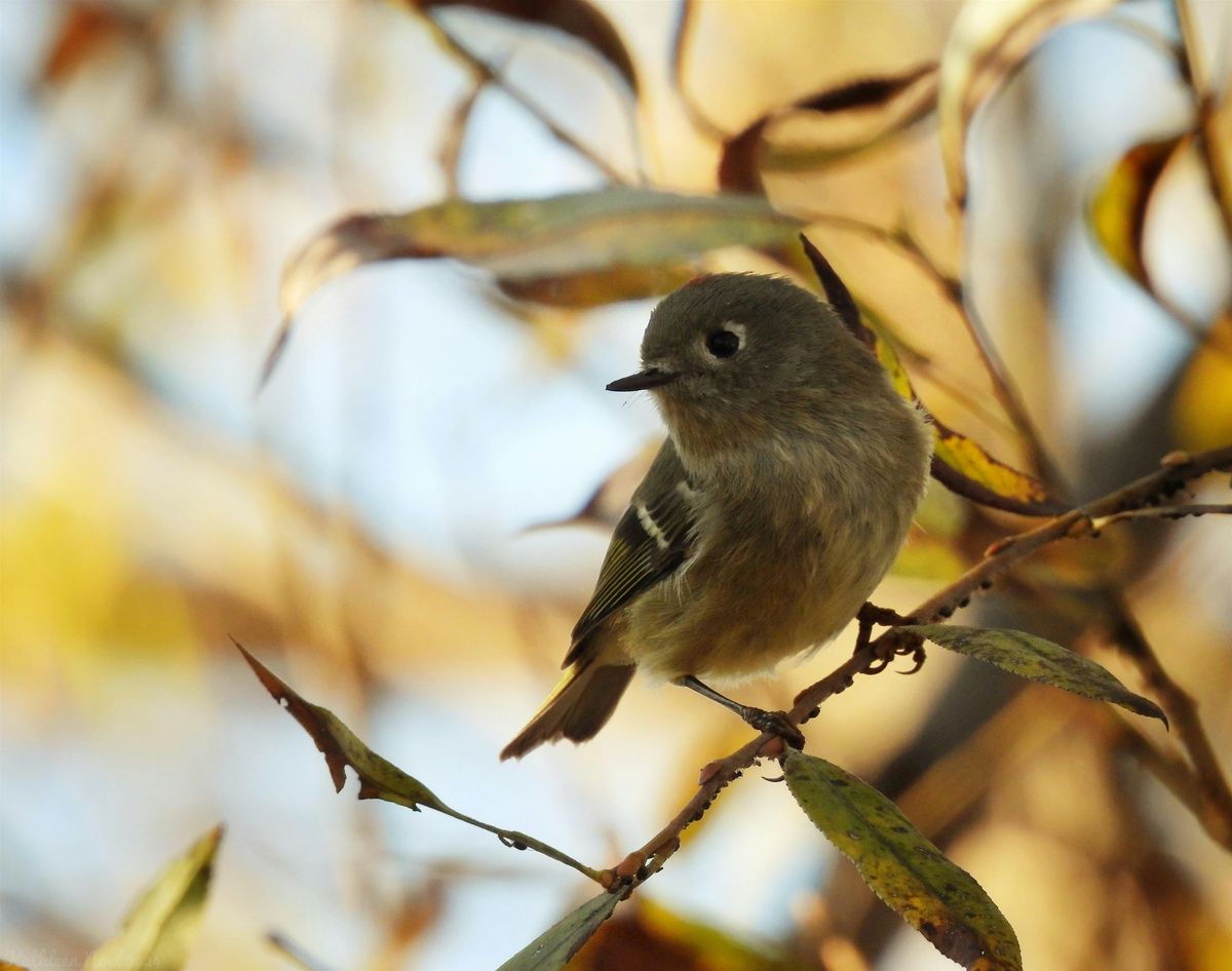 Celebration of World Migratory Bird Day