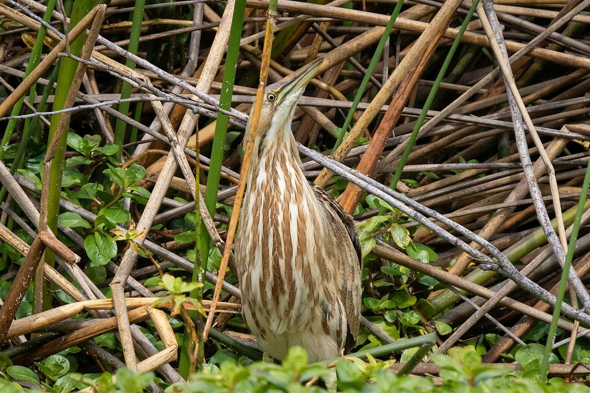 Birding Contra Loma Regional Park