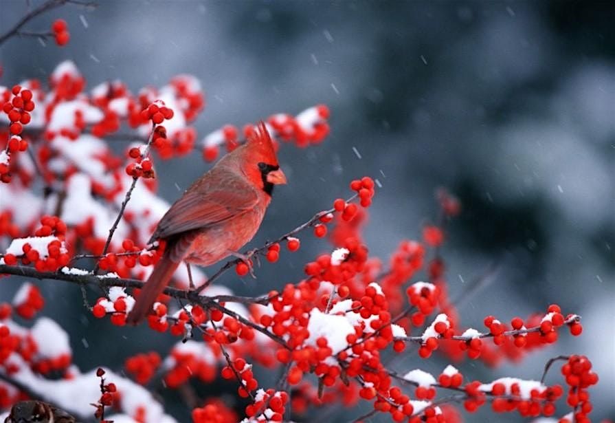 Feathered Friends in Frosty Weather: Winter Bird Garden Workshop