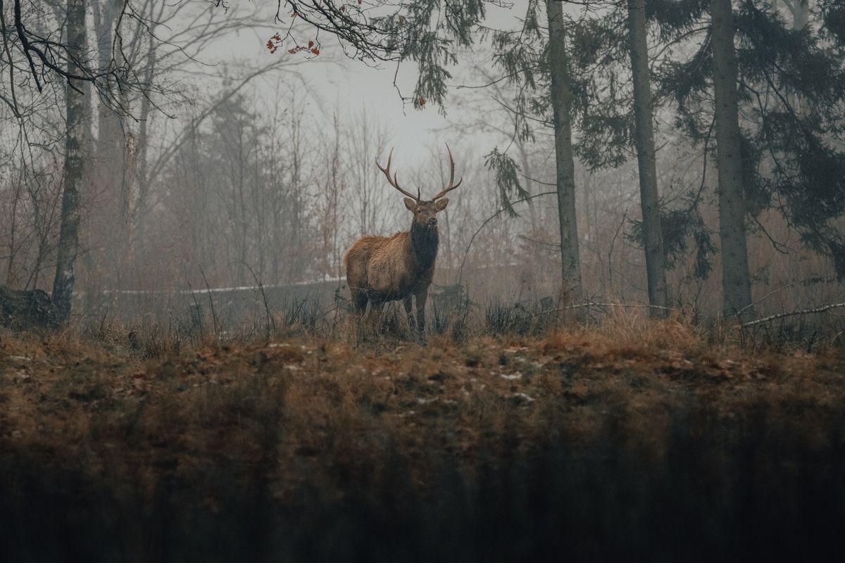 Samhain Ritual 