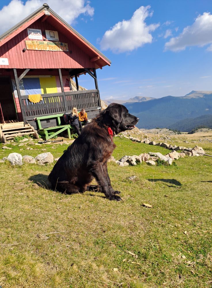 VOLUNTARIAT - IGIENIZARE BUCEGI