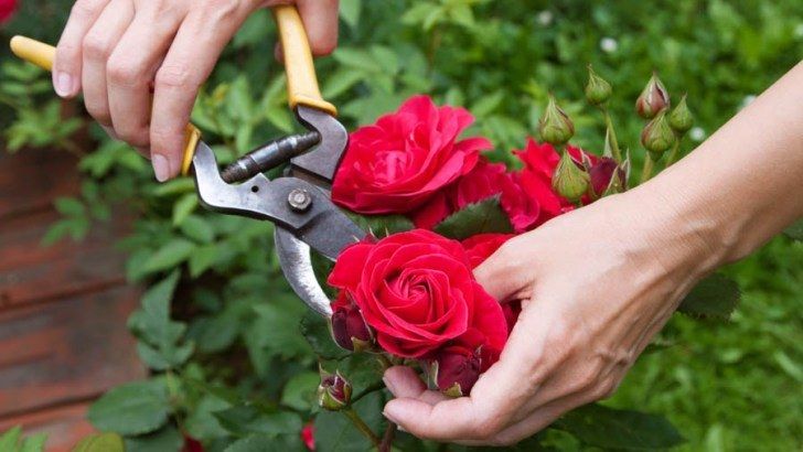 Beginners' Rose Pruning