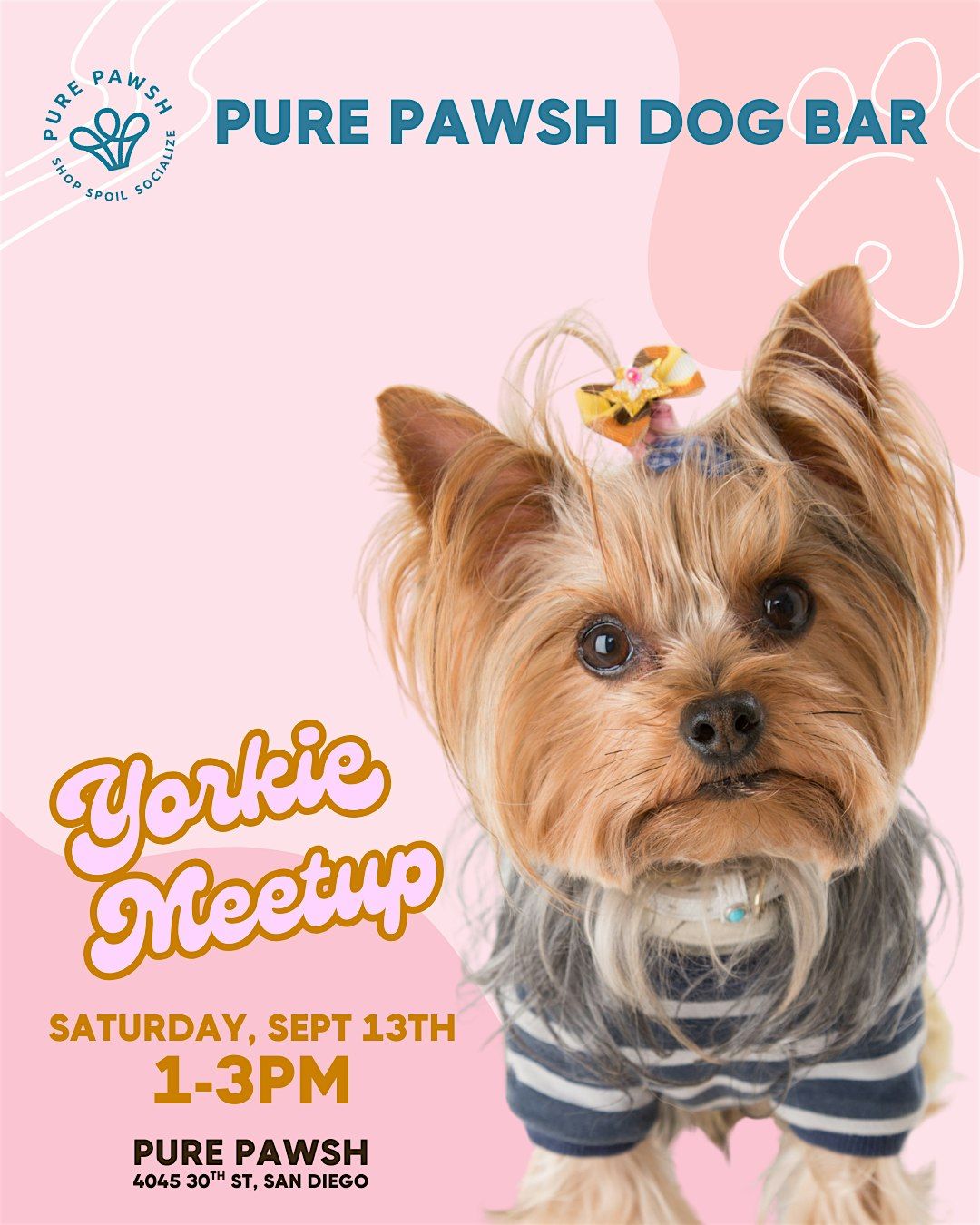 San Diego Yorkie Meetup