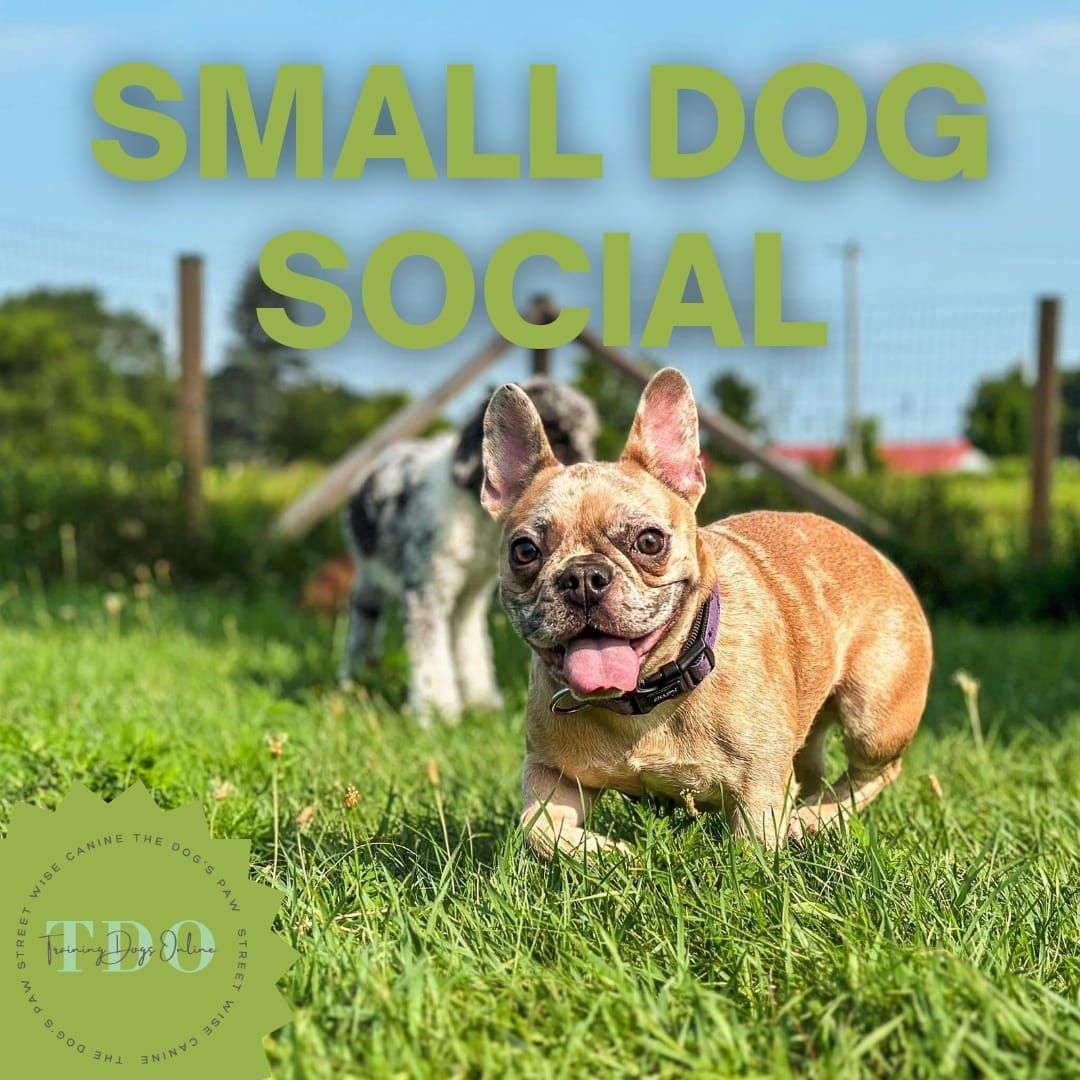 Small Dog Social