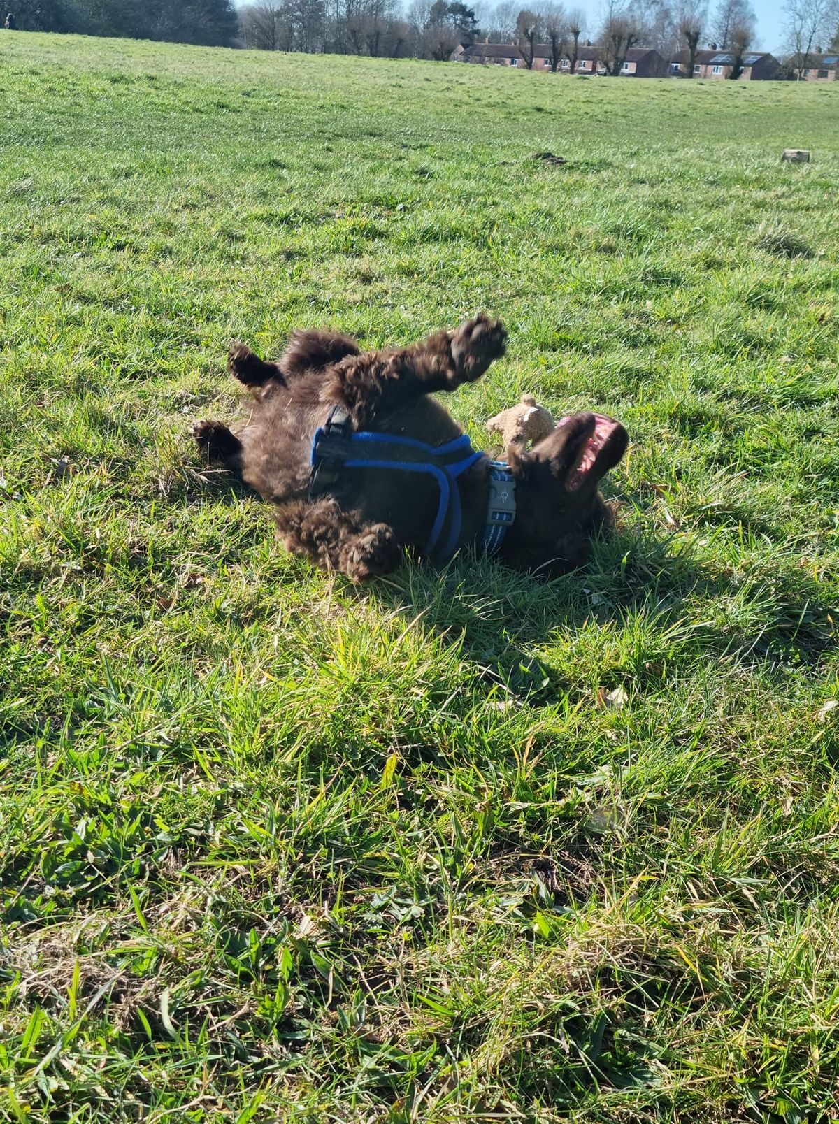 Adolescent Dog Training Course