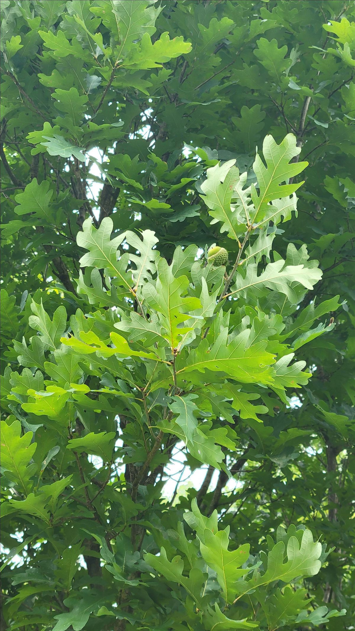 Horticulture Culture: Hosts & Habitats