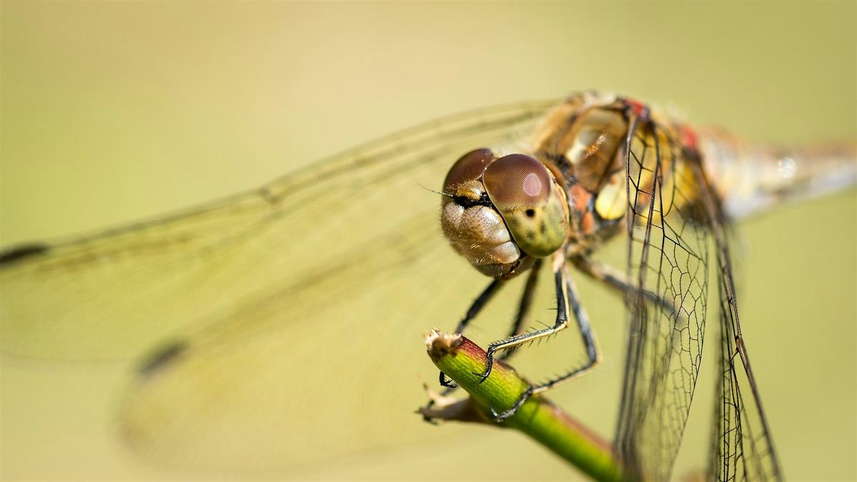 Photography Workshop \u2018Close-Up & Macro Nature Photography\u2019 with Daniel Bridge