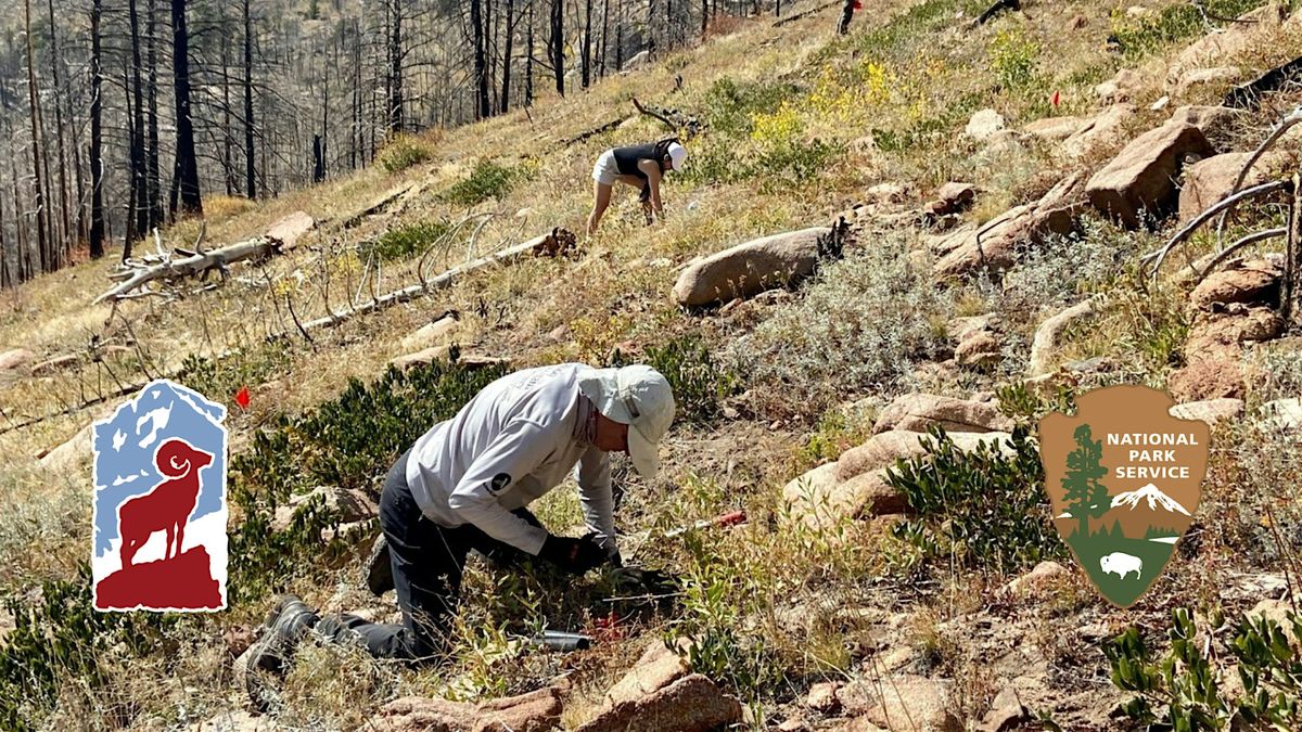 Limber Pine Planting Volunteer Day