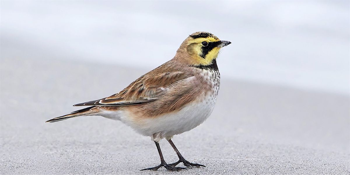 Weird and Wonderful Birds  at Winthrop Shores