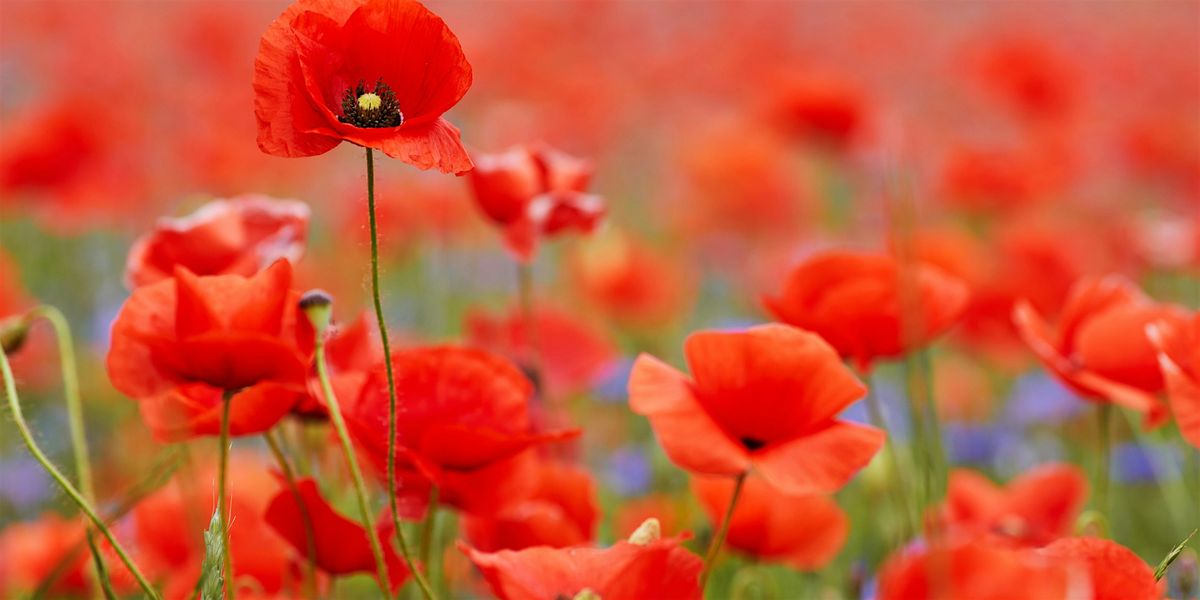Remembrance Day Tribute and Tea