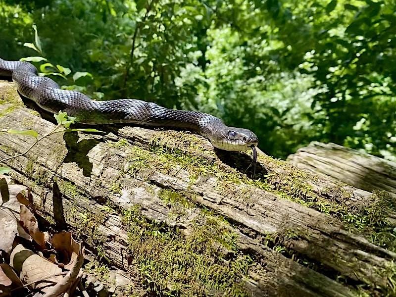 Snakes of Seven Bends