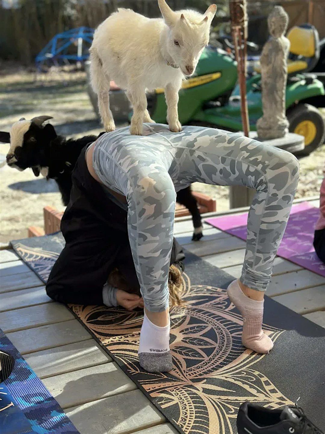 GGA Dwarf Goat Yoga Class