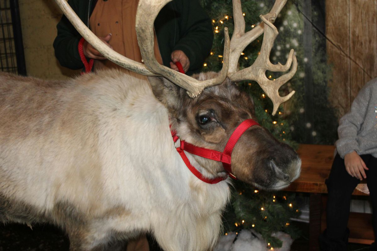 Live Reindeer Photo Op & Festivities