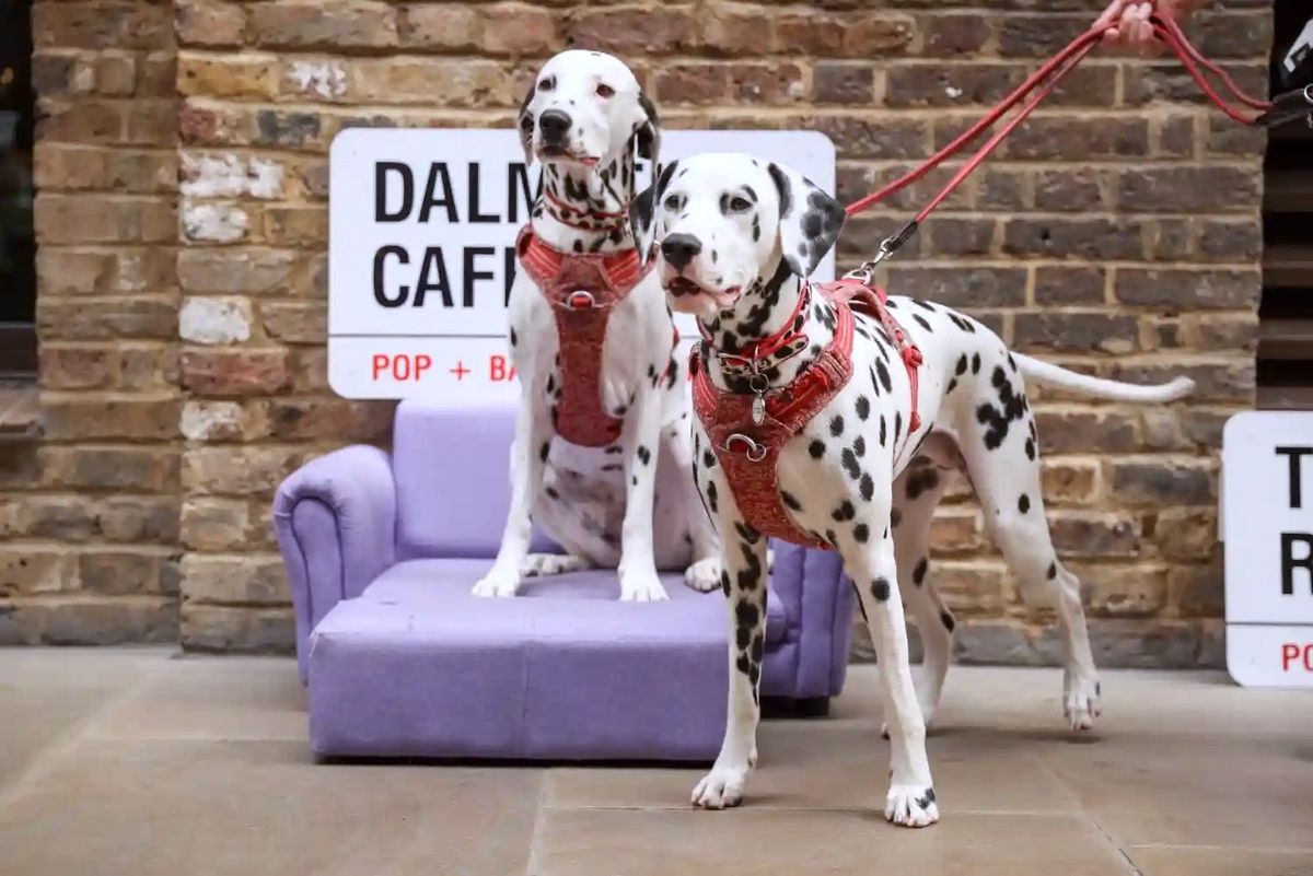 DALMATIAN CAFE - LONDON