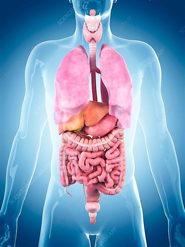 Critical Care Surgical Study day