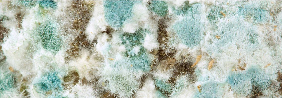 Training, Tips, and Tools for Mold Assessment, Remediation, and Prevention