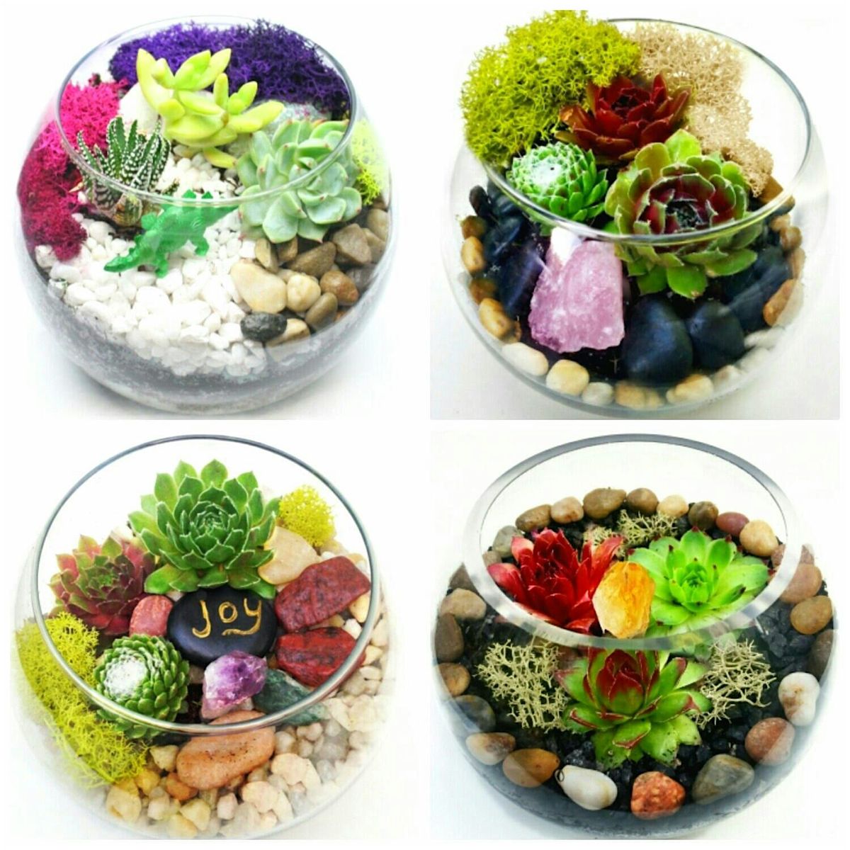 Plant Nite: Make a Succulent Terrarium