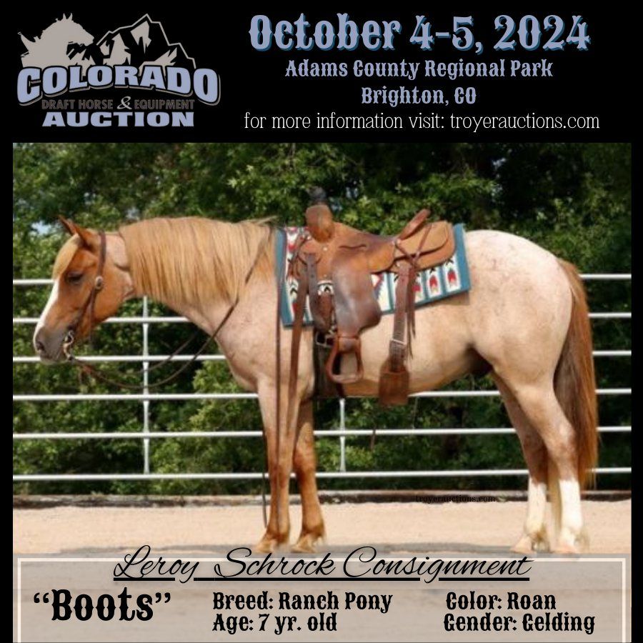 Colorado Draft Horse & Equipment Auction 