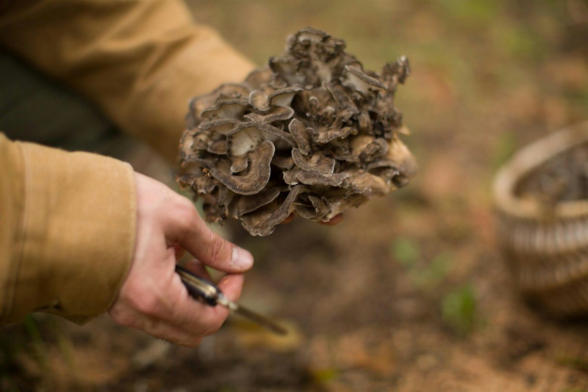 Premiere Series: Getting Wild\u2014Mushrooms, Fungi,  and Natural Wine\u2014$150