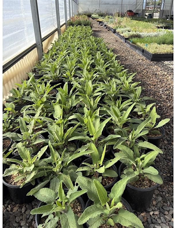 CA Native Plant Nurseries Meet and Greet at TOLN