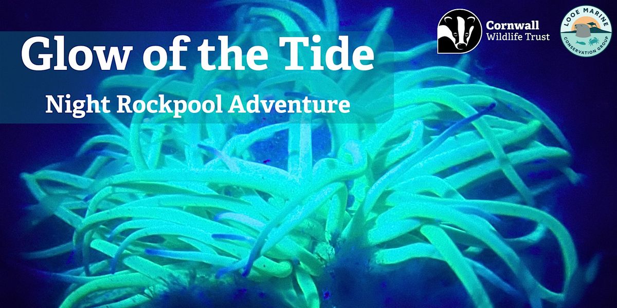 Glow of the Tide: Night Rockpool Adventure