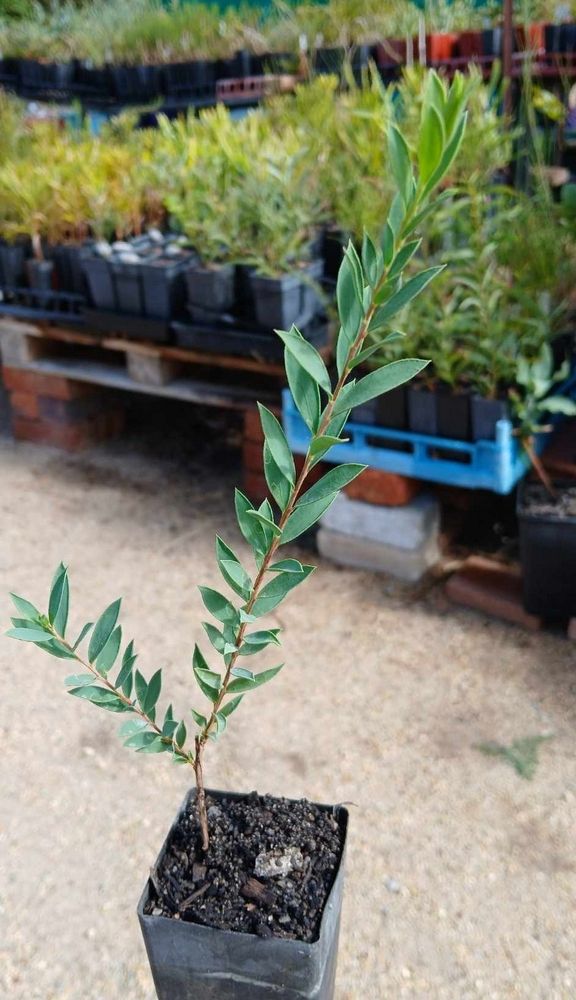 Wheatbelt Native Gardens (WNG) Retail Opening 2025