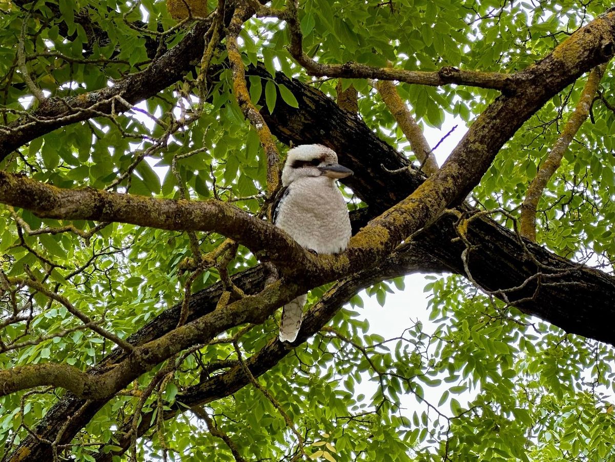 Belair Microcarpa Hike (8km)