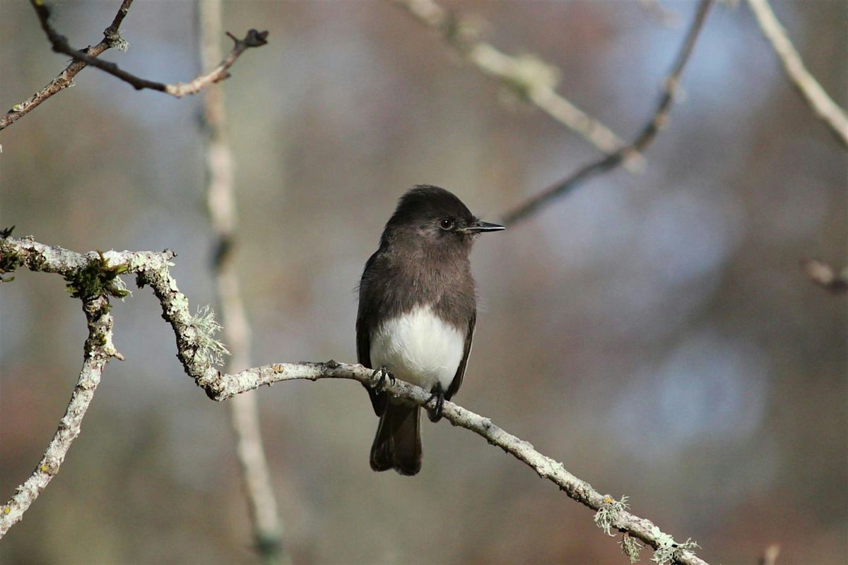 Fall Birding at Foothill Regional Park