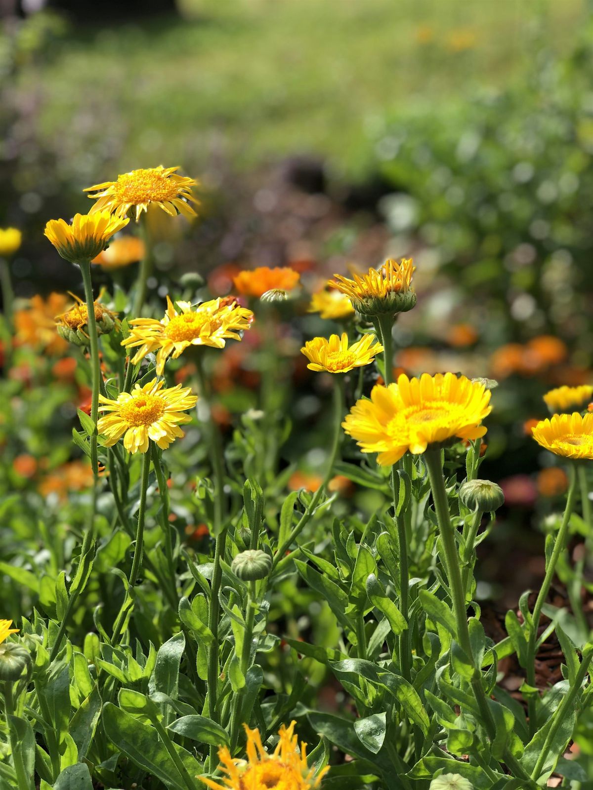 Herbs for Winter & Spring (Common Ground, Panama Park)