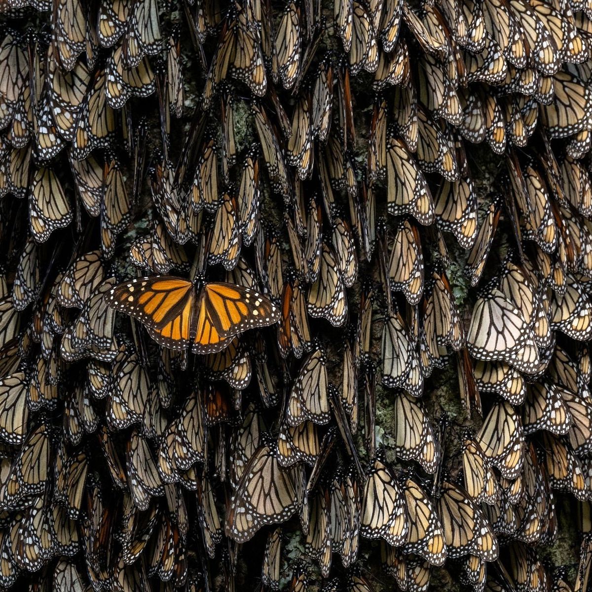 Jaime Rojo in Conversation - Chasing Monarchs