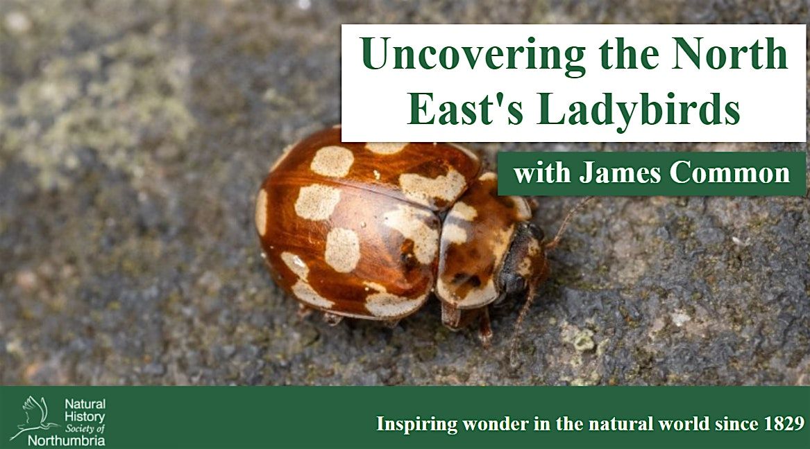 Uncovering the North East's Ladybirds