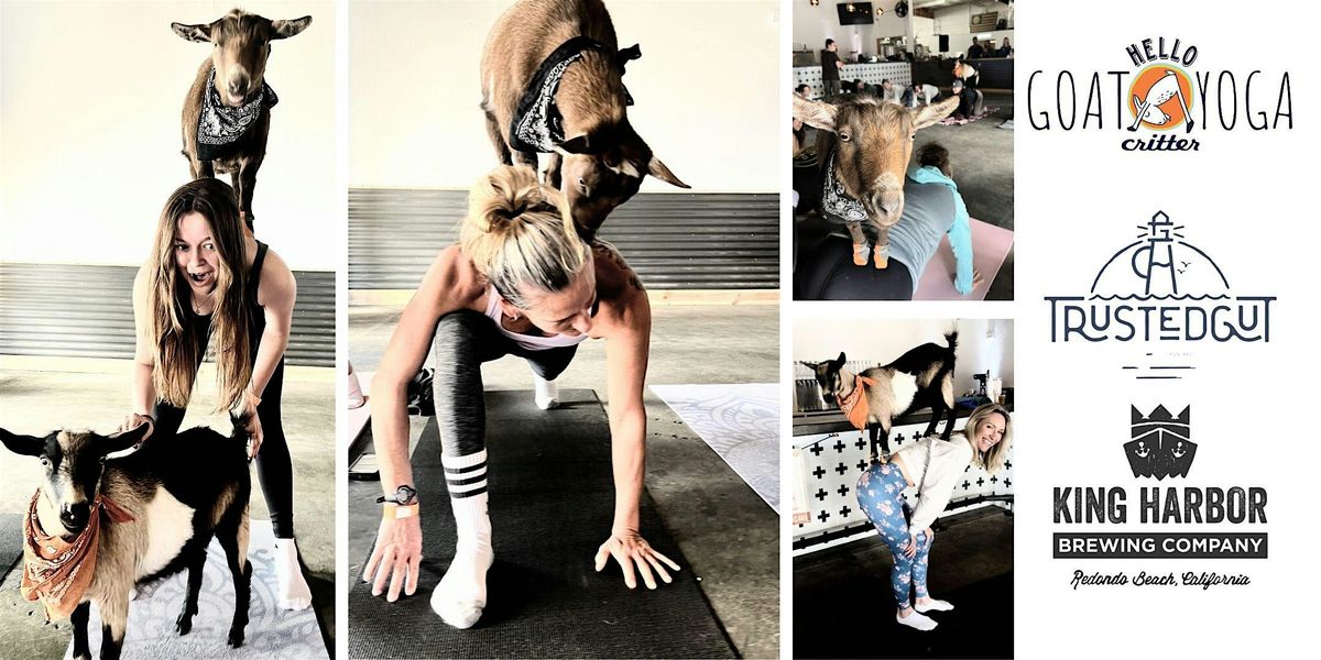 Baby Goat Yoga in Redondo Beach