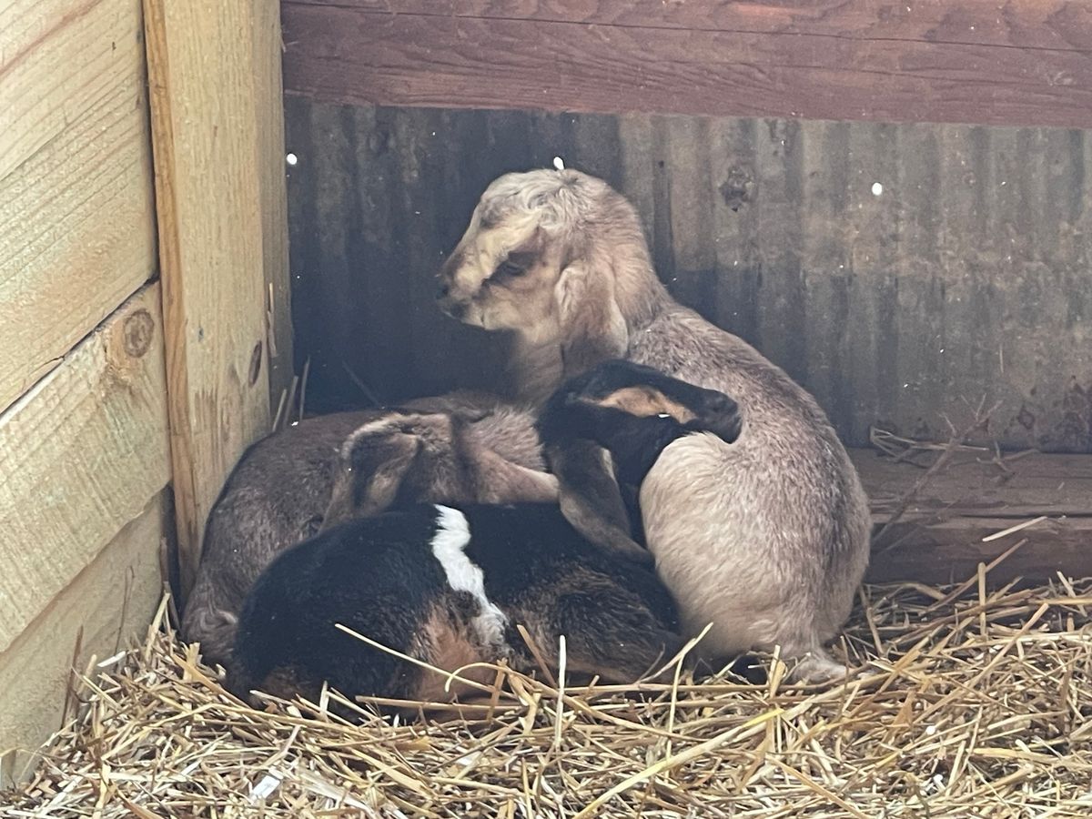 Baby Goat Cuddles