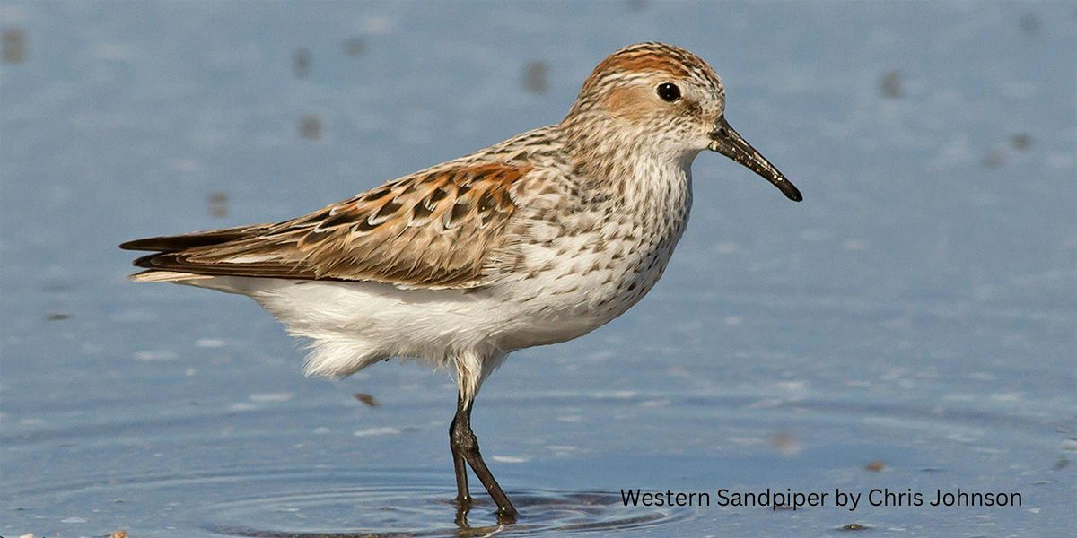 Drop-in Birding Station in Shoreline Park by SCVBA