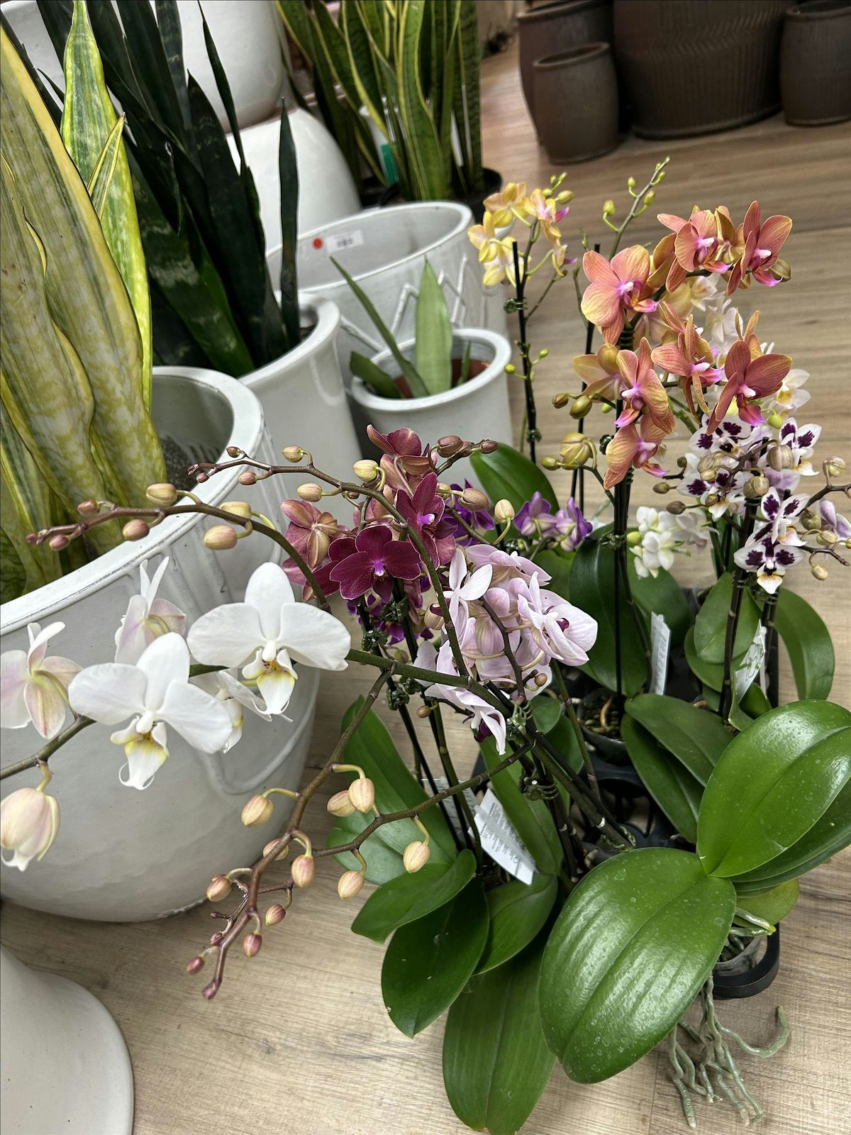 Free Saturday Seminar: Orchid Basics