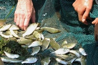 Summer on the Hudson: Great Hudson River Fish Count