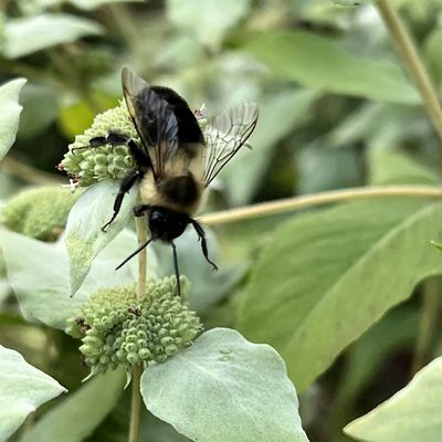 North Andover Pollinators