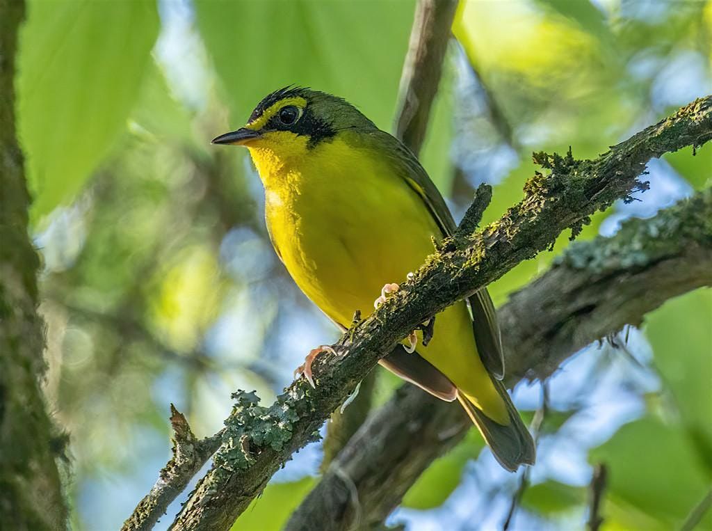 Forest Birds of the Palisades w\/ Ben Leffew and Michael Patton