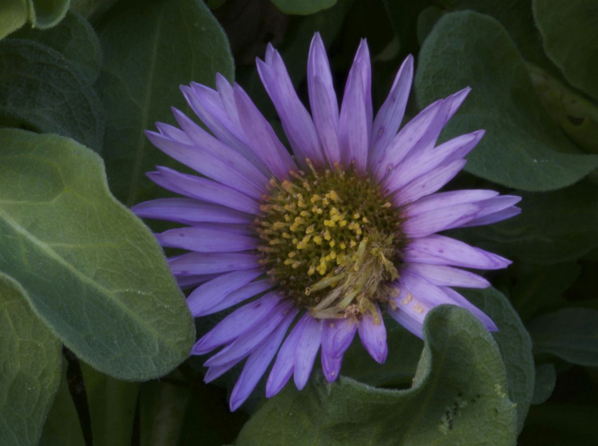 California Native Plant Education Event and Plant Sale