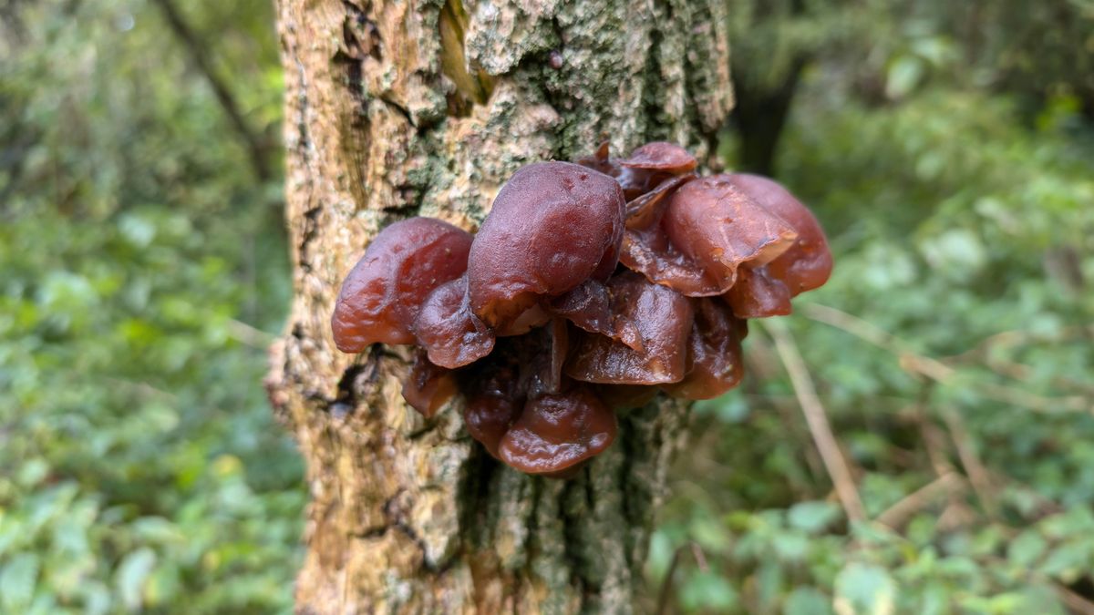Fungi Survey -  The Paddock
