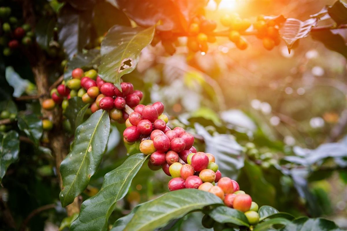 Tasting Terroir Coffee