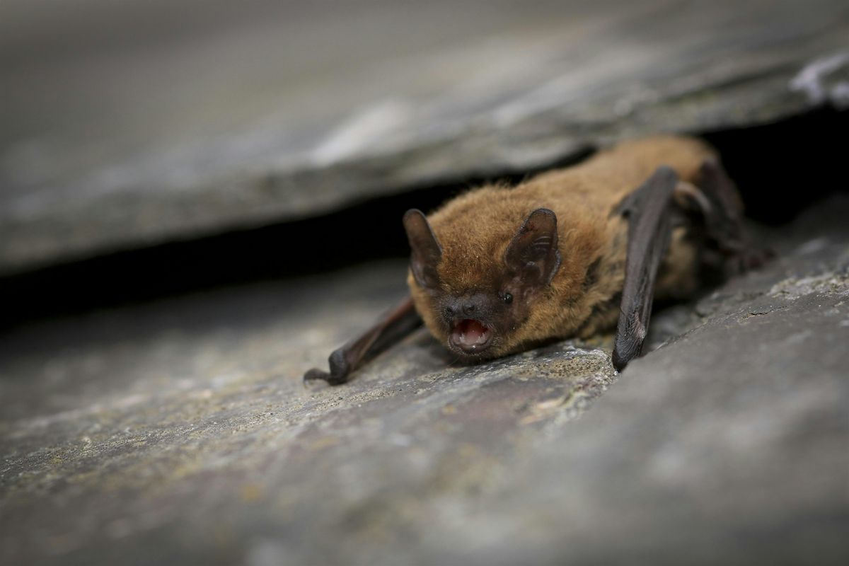 Bat Walk at Lunt Meadows
