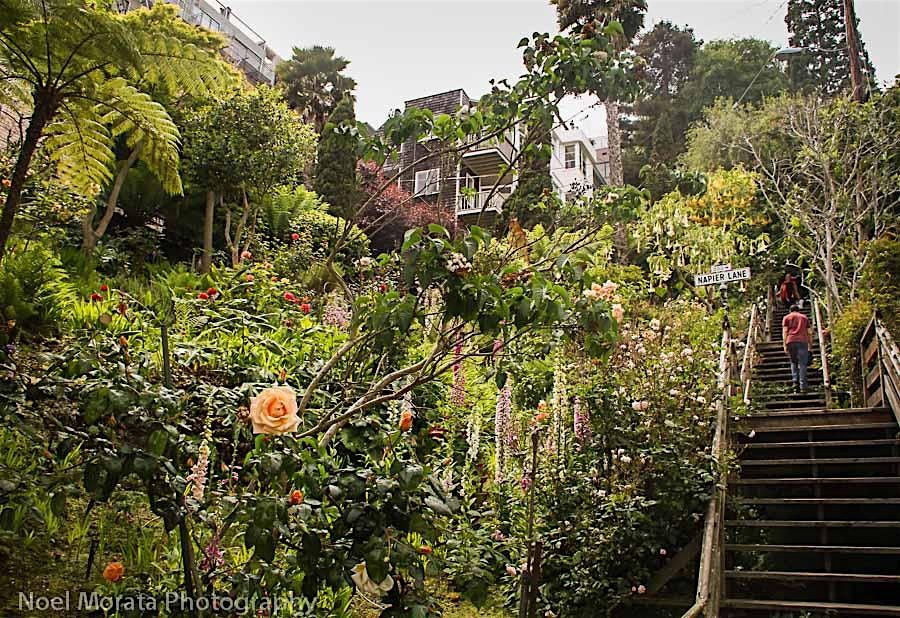 Scaling the Heights: Telegraph Hill to Russian Hill