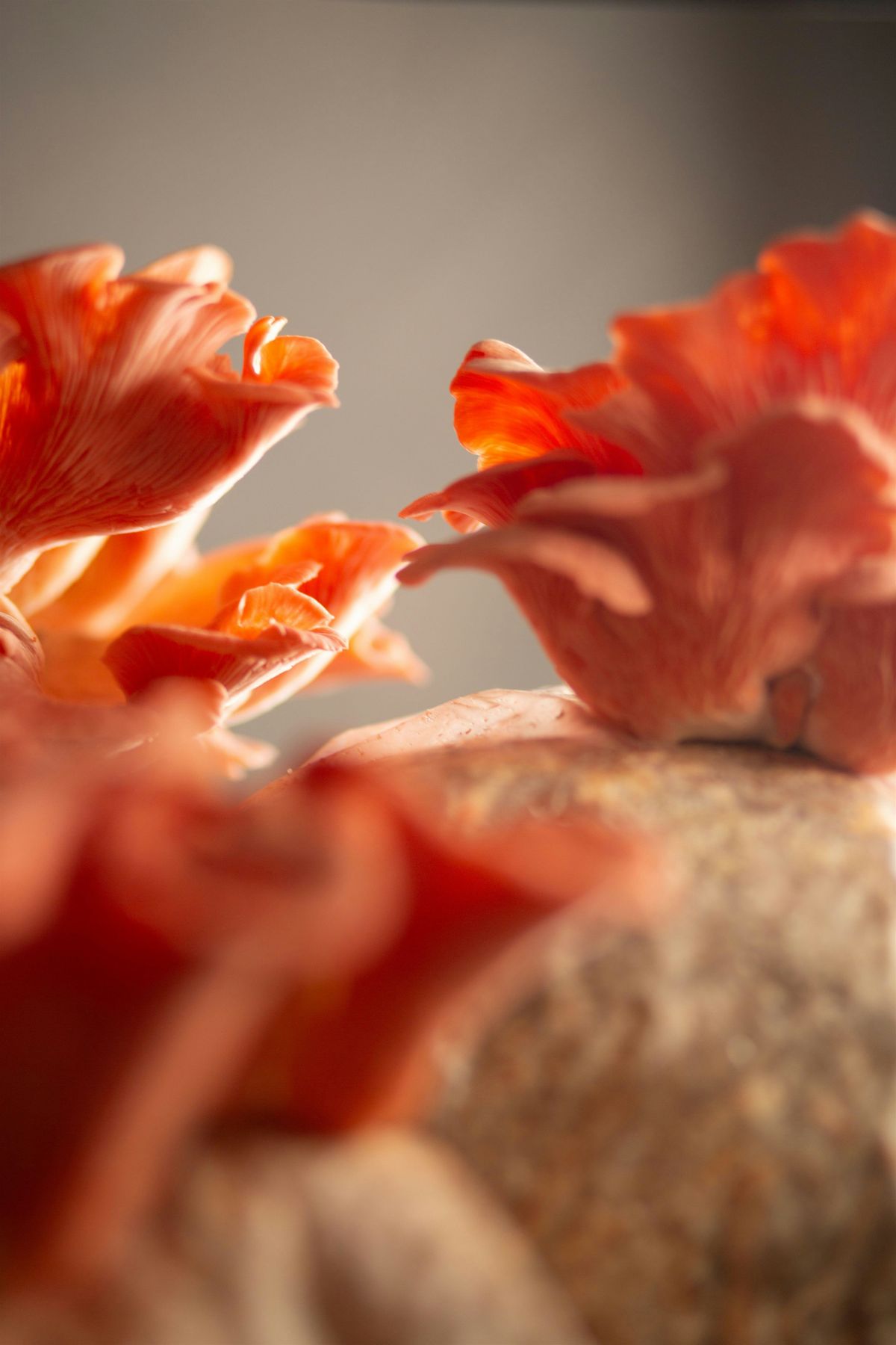 Oyster Mushroom Community Planting Event at The Shimmering Void Zen Center