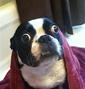 Dogs in Disasters Training